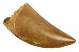 Serrated, Juvenile Carcharodontosaurus Tooth #192651-1